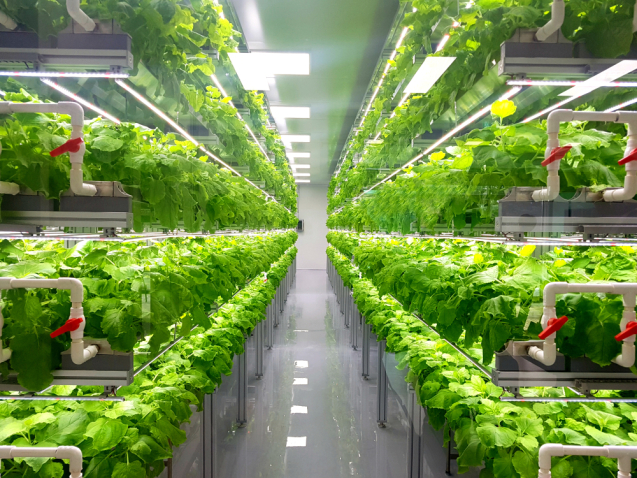 Coop Italy and Coop Norway Join Forces with Vertical Farms for Sustainable Salad Solutions Coop Italy and Coop Norway Join Forces with Vertical Farms for Sustainable Salad Solutions