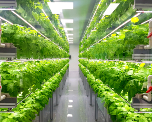 Coop Italy and Coop Norway Join Forces with Vertical Farms for Sustainable Salad Solutions