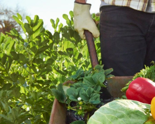 Joint letter for climate action and a just transition in EU agriculture