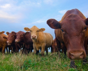 Open letter to Commission - Need to reduce use of antibiotics in livestock production 
