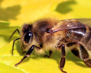 A bee-autiful day for food production in Europe: three harmful pesticides receive Europe-wide ban