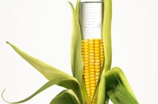 NGOs and food operators write to Commissioner Borg for the respect of the zero tolerance principle in GM food